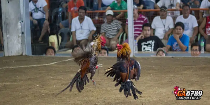 Đá Gà Cựa Dao: Môn Thể Thao Đỉnh Cao Hot Nhất 2025 2 Cách chọn chiến kê đá cựa dao hiệu quả tại Ga6789