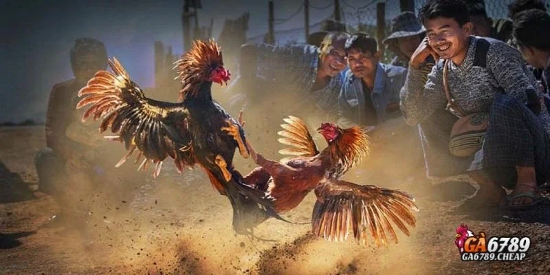 Đá Gà Cựa Sắt: Môn Thể Thao Truyền Thống Đầy Kịch Tính & Hấp Dẫn 1 Đá gà cựa sắt là gì?