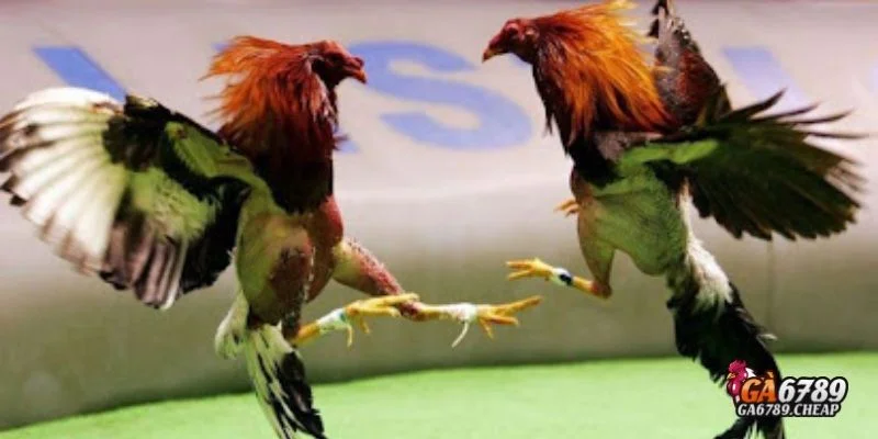 Đá Gà Cựa Sắt: Môn Thể Thao Truyền Thống Đầy Kịch Tính & Hấp Dẫn 2 Điểm nổi bật tạo nên sự hấp dẫn của môn thể thao này