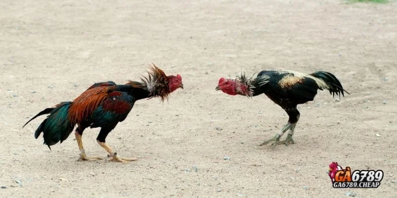 Đá Gà Cựa Sắt: Môn Thể Thao Truyền Thống Đầy Kịch Tính & Hấp Dẫn 3 Lý do đá gà cựa sắt tại Ga6789 được nhiều người yêu thích